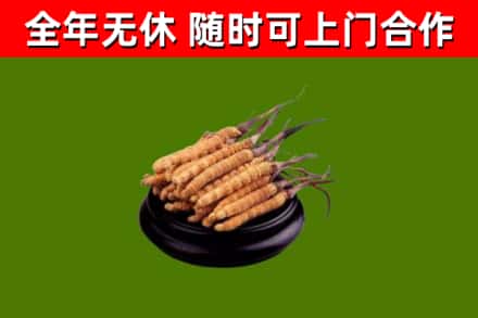 宝鸡烟酒回收冬虫夏草.jpg